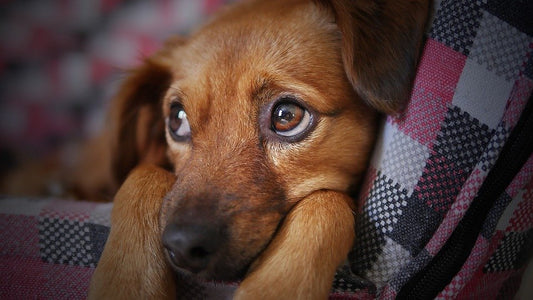 Prevention over medical bills! -A flea story