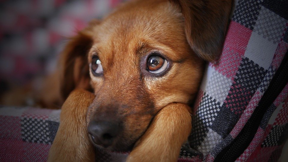 National Pet Cancer Awareness Month
