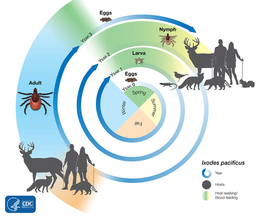 Q&A about ticks: Ticks, the imperishable parasites