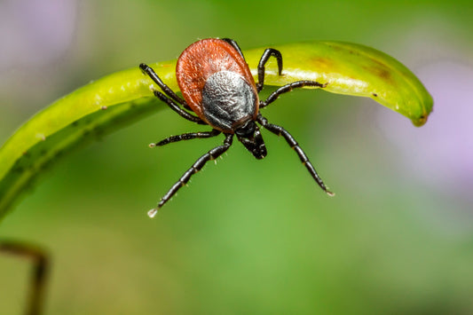 Ticks spreading the deadly Rocky Mountain Spotted Fever are more likely to choose People over dogs if the temperature is rising