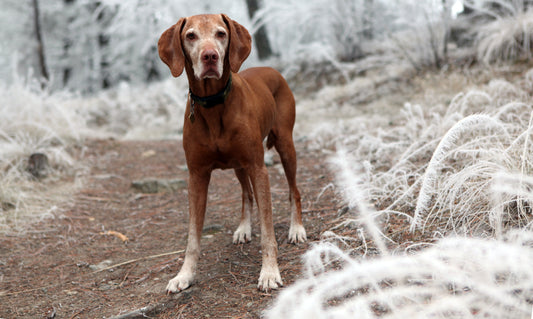 Ticks During Cold Seasons