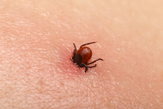 Learn more about tick-borne diseases and how to avoid tick bites