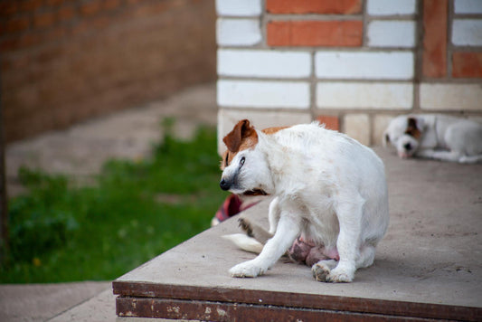 5 Common Flea Myths Every Pet Owner Should Know