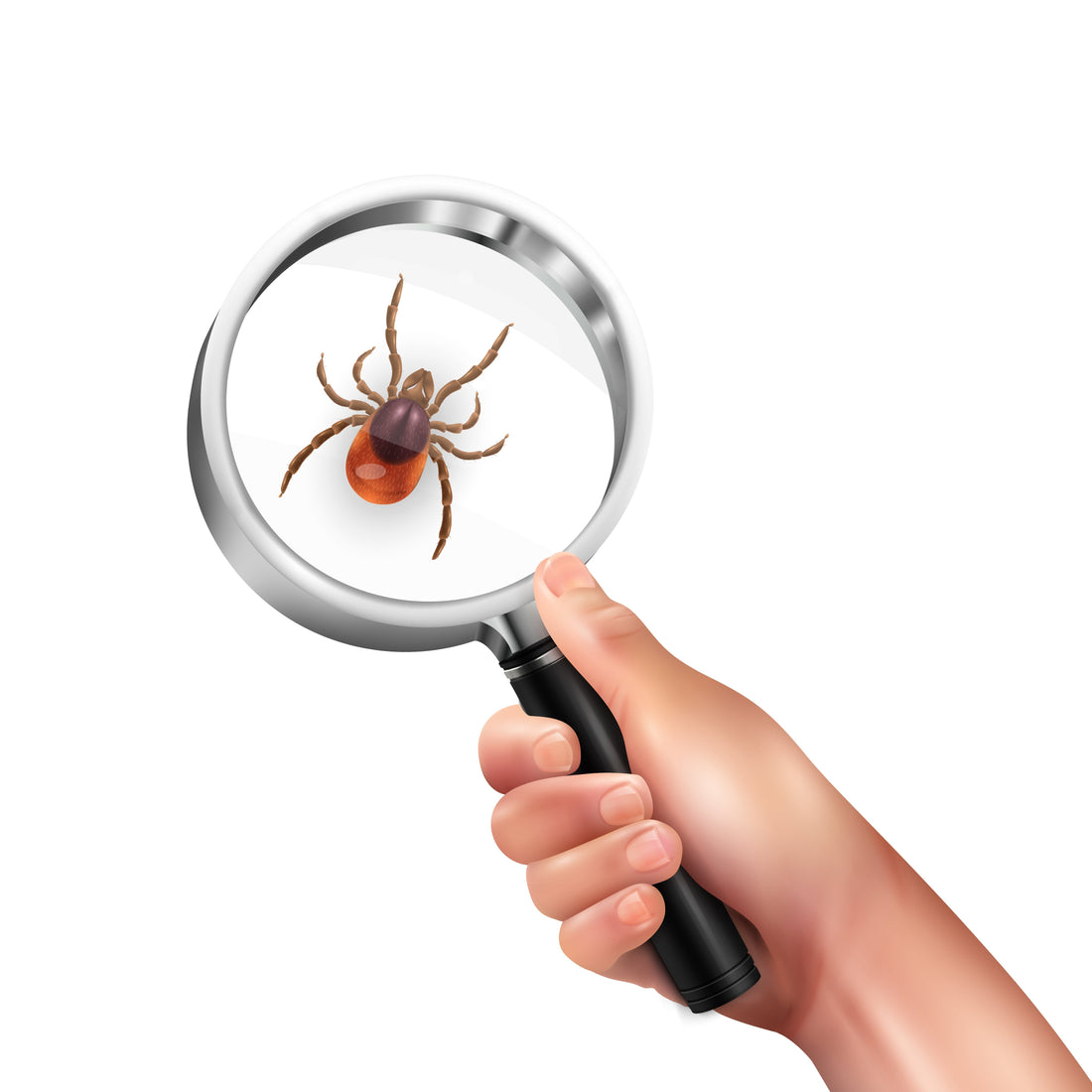 Lyme Disease Symptoms: What to Know After a Tick Bite