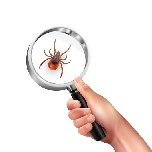 Lyme Disease Symptoms: What to Know After a Tick Bite
