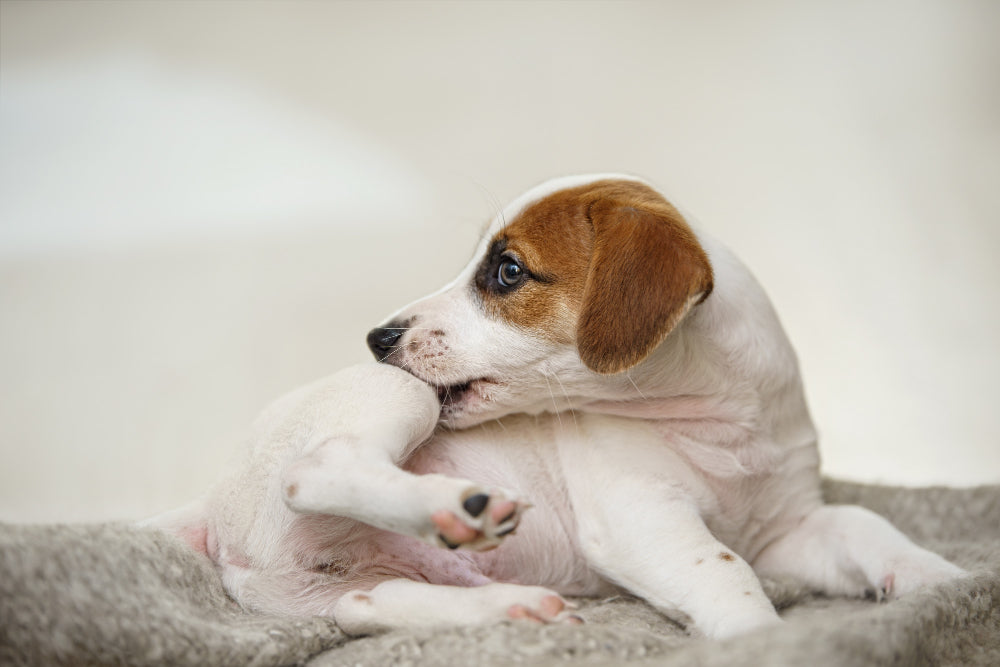 Dog Dust Mite Allergy Explained