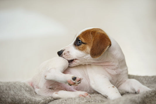 Dog Dust Mite Allergy Explained