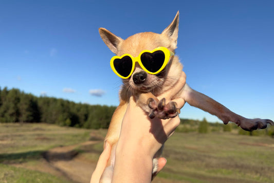 Summer Tick Prevention Guide for Pet Owners