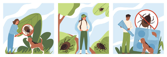 Found a Tick? What to Do If You or Your Dog Has a Tick Bite