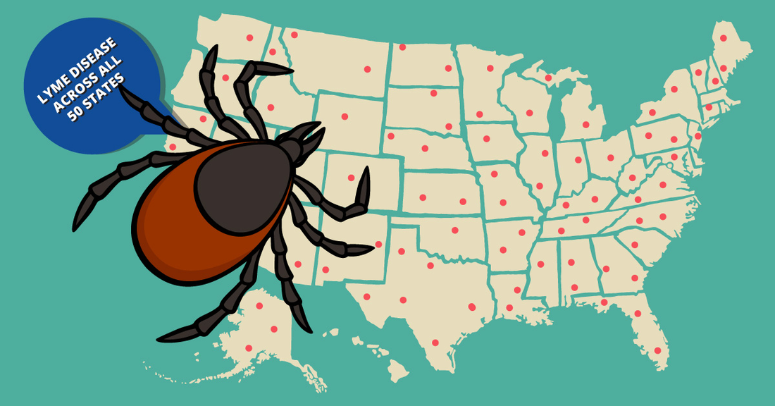 What is Lyme disease?