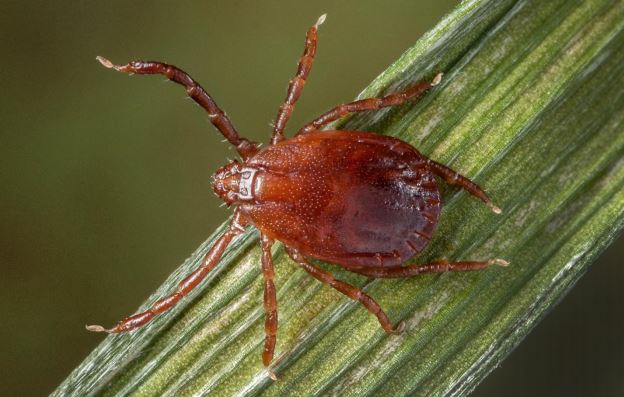 Asian Long-horned Tick