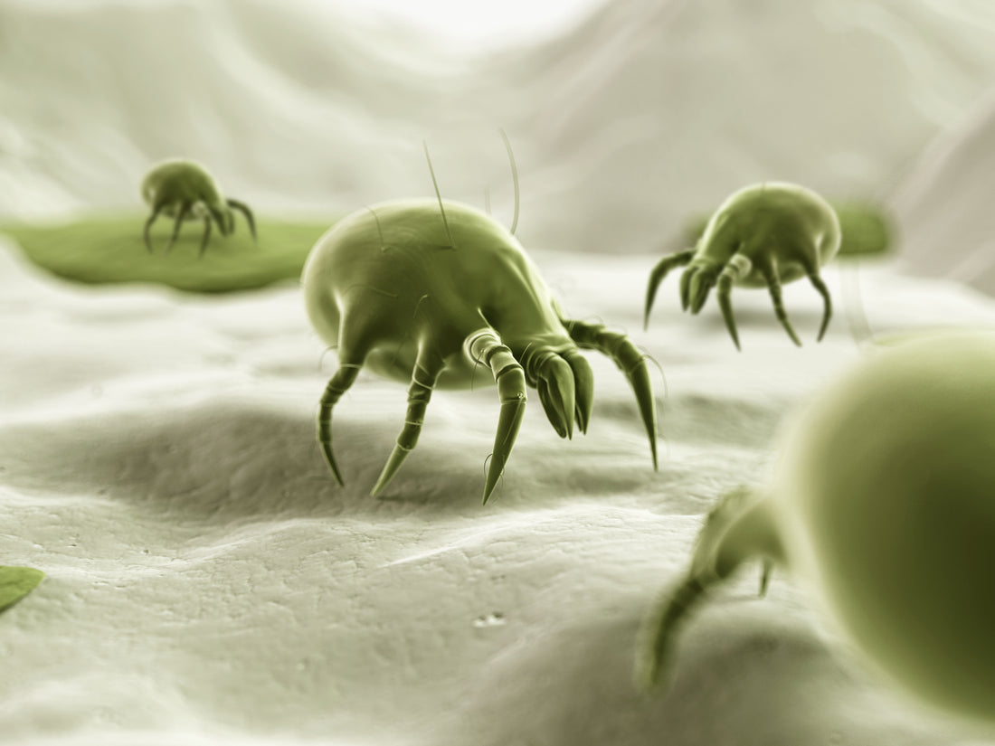 4 things you should know about dust-mite allergy