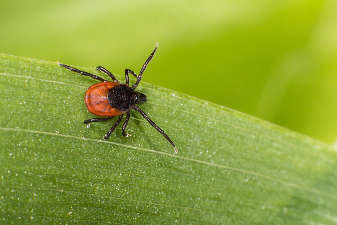 The Truth about Ticks
