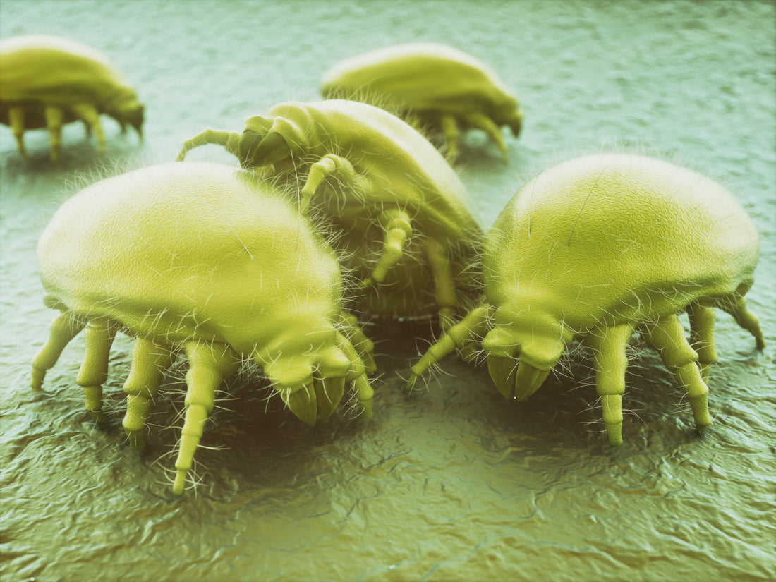 8 Myths about Dust-mites