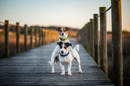 TicklessUSA ANTI TICK OUTDOOR COLLAR sonicguard SonicGuard sonicguardusa SonicGuardUSA tick repeller ultrasonic Tickless TicklessUSA tick and flea repellent safe
