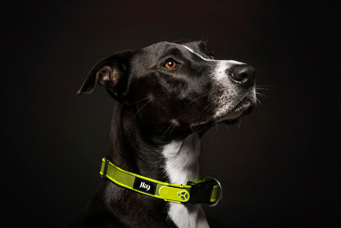 TicklessUSA ANTI TICK OUTDOOR COLLAR sonicguard SonicGuard sonicguardusa SonicGuardUSA tick repeller ultrasonic Tickless TicklessUSA tick and flea repellent safe