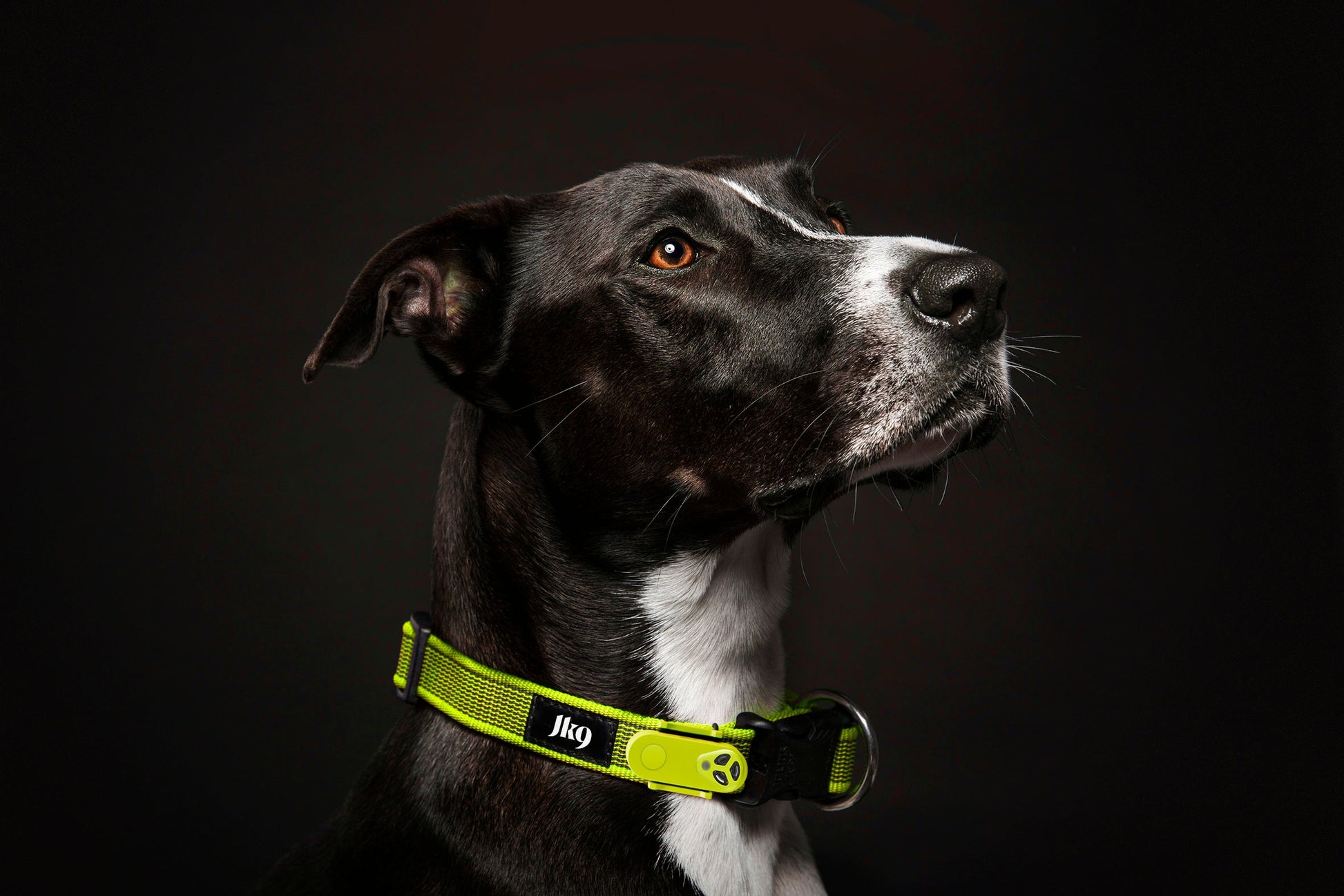 TicklessUSA ANTI TICK OUTDOOR COLLAR sonicguard SonicGuard sonicguardusa SonicGuardUSA tick repeller ultrasonic Tickless TicklessUSA tick and flea repellent safe