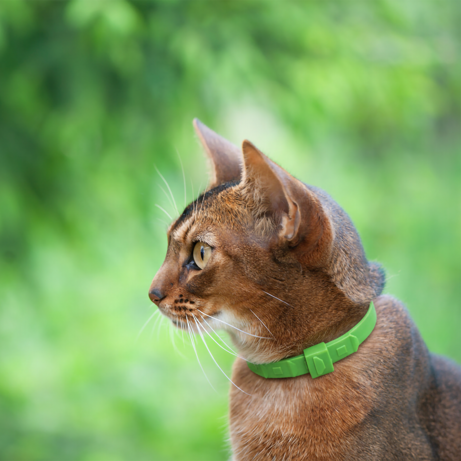 TicklessUSA flea and tic collar TICKLESS Flea and Tick Citronella collar for cats (2 pc) sonicguard SonicGuard sonicguardusa SonicGuardUSA tick repeller ultrasonic Tickless TicklessUSA tick and flea repellent safe