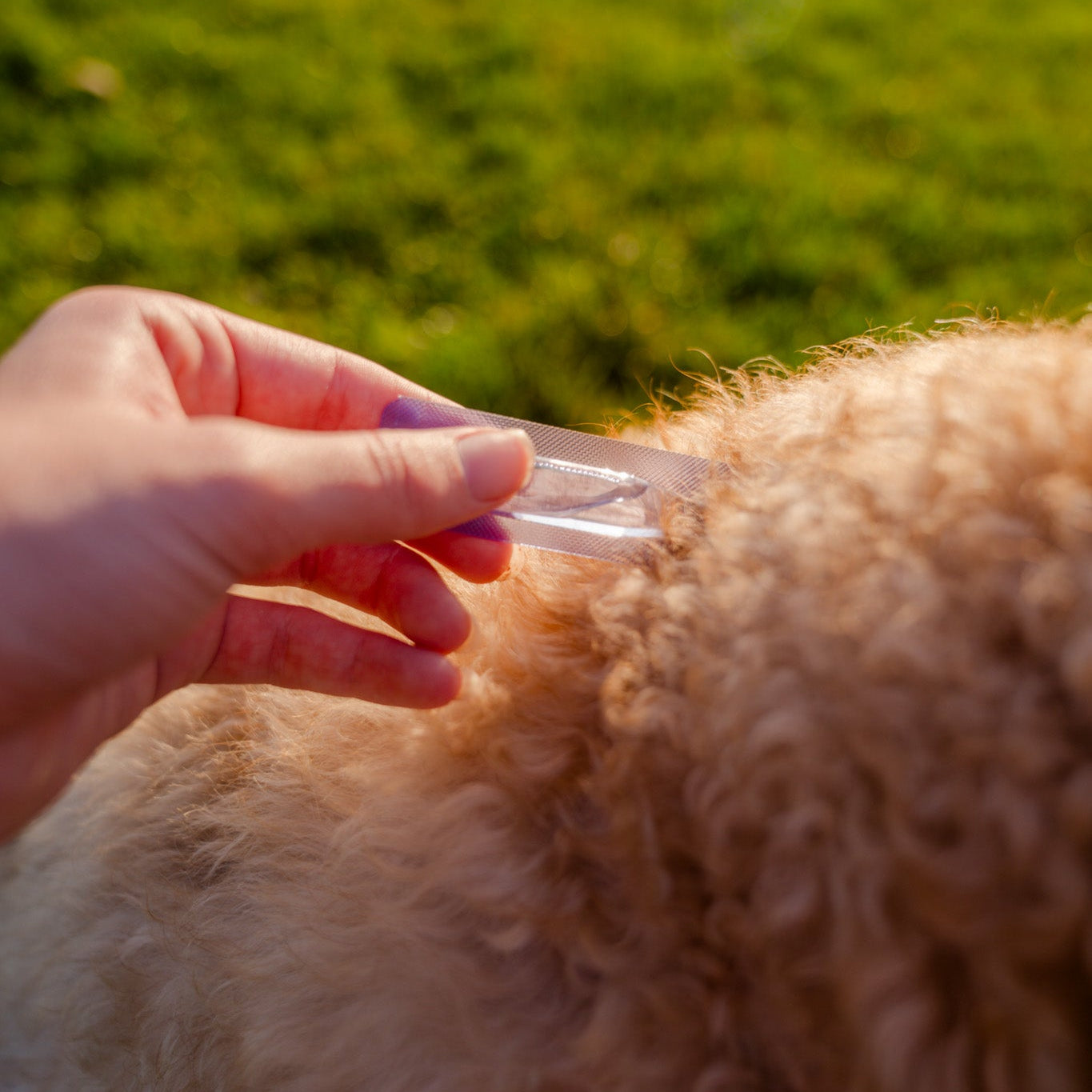 TicklessUSA NEW** Tickless Natural Topical Spot-on Solution for dogs (S size) sonicguard SonicGuard sonicguardusa SonicGuardUSA tick repeller ultrasonic Tickless TicklessUSA tick and flea repellent safe