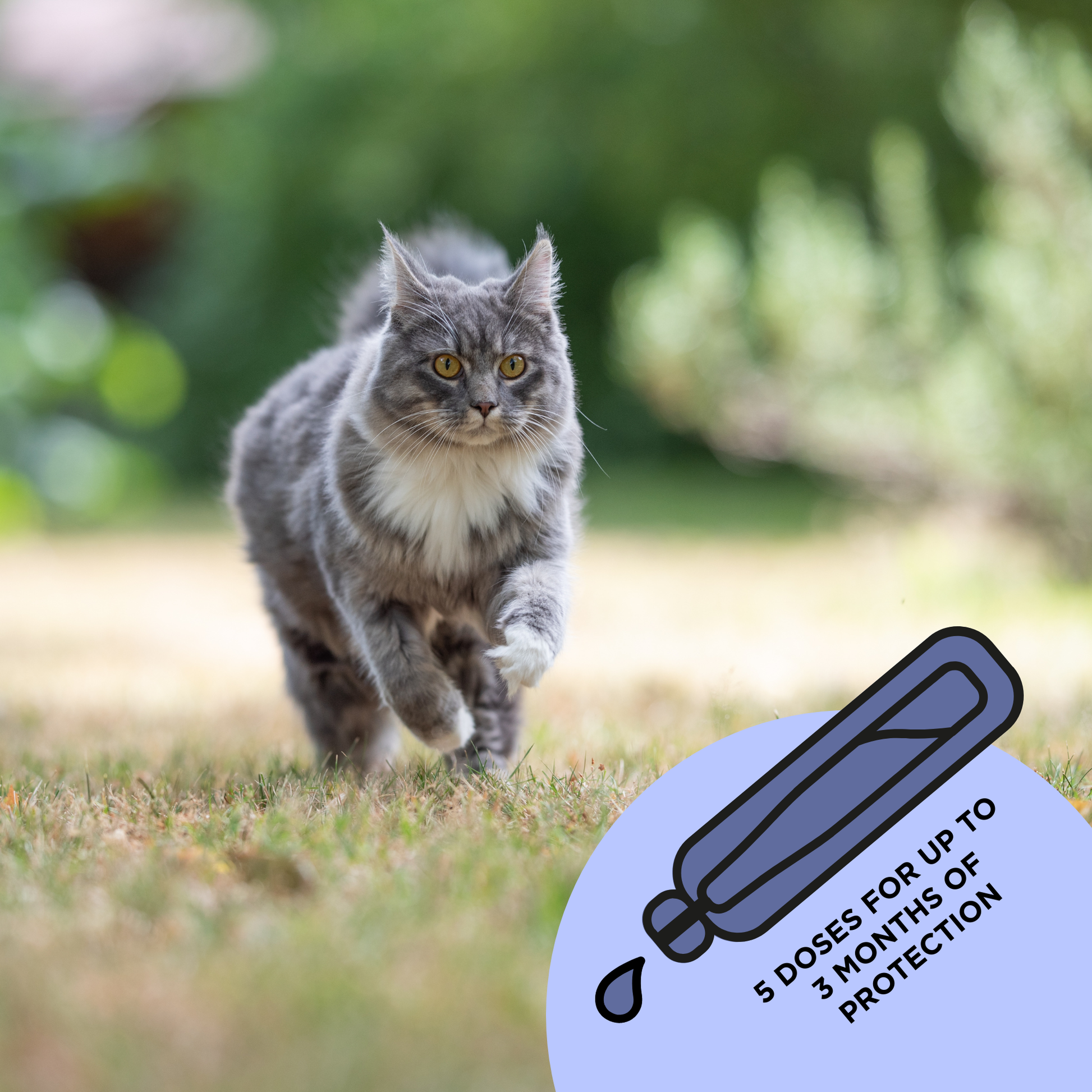 TicklessUSA Tickless® Natural Topical Spot-On Solution for Cats sonicguard SonicGuard sonicguardusa SonicGuardUSA tick repeller ultrasonic Tickless TicklessUSA tick and flea repellent safe