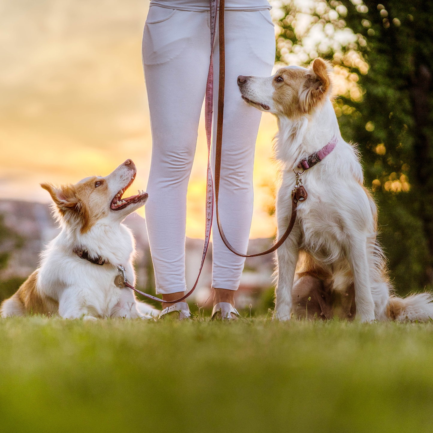 TicklessUSA EcoPet Brown Tickless EcoPet Chemical-Free Tick and Flea Repellent for all sizes of Dogs sonicguard SonicGuard sonicguardusa SonicGuardUSA tick repeller ultrasonic Tickless TicklessUSA tick and flea repellent safe