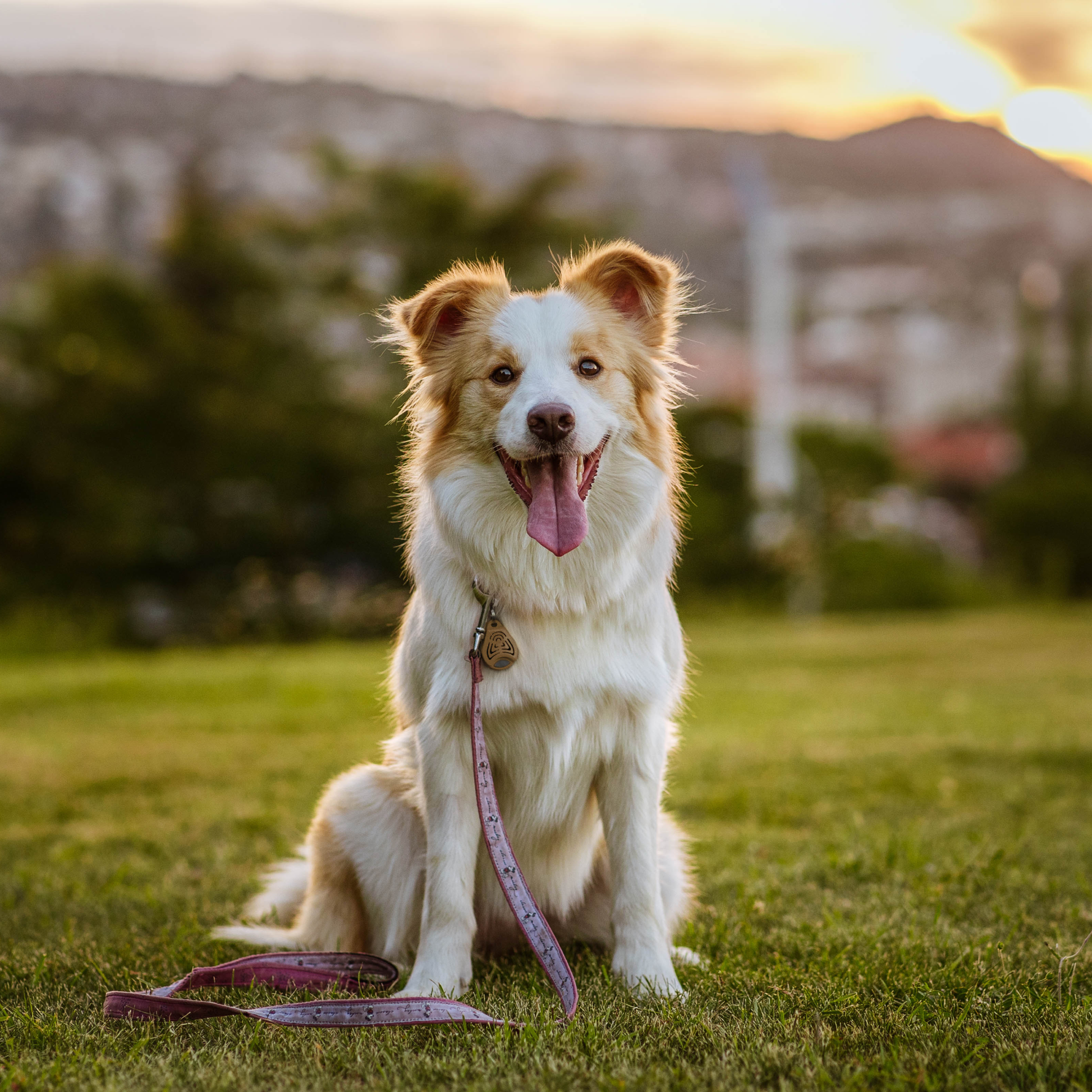 TicklessUSA EcoPet Brown Tickless EcoPet Chemical-Free Tick and Flea Repellent for all sizes of Dogs sonicguard SonicGuard sonicguardusa SonicGuardUSA tick repeller ultrasonic Tickless TicklessUSA tick and flea repellent safe